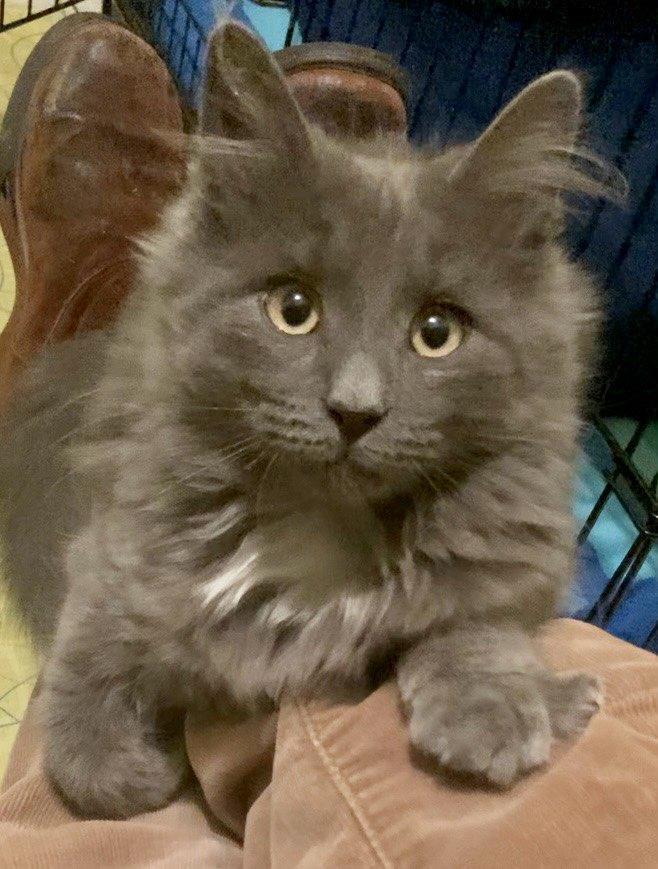 Enlarge Orion & Taliesin, an adopted Domestic Medium Hair in Beltsville, MD image 3/6