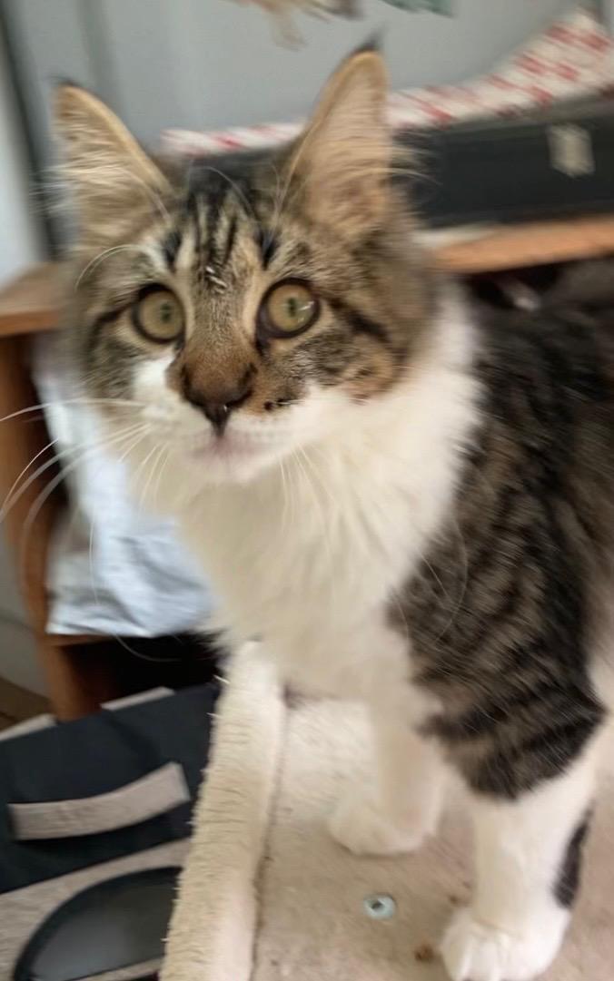 Enlarge Orion & Taliesin, an adopted Domestic Medium Hair in Beltsville, MD image 4/6