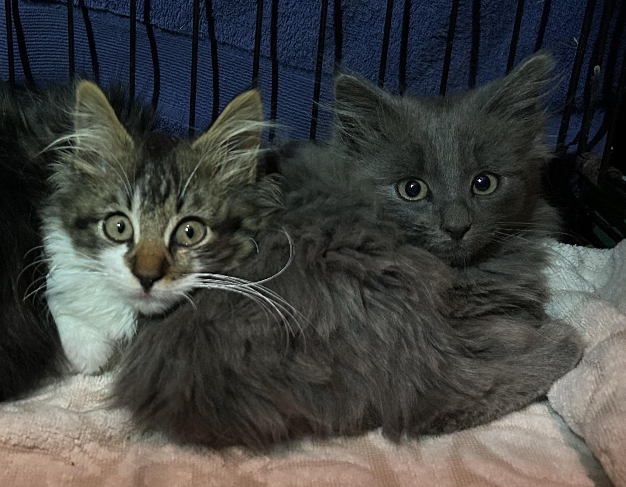 Orion & Taliesin, adopted, Kitten Male Domestic Medium Hair.