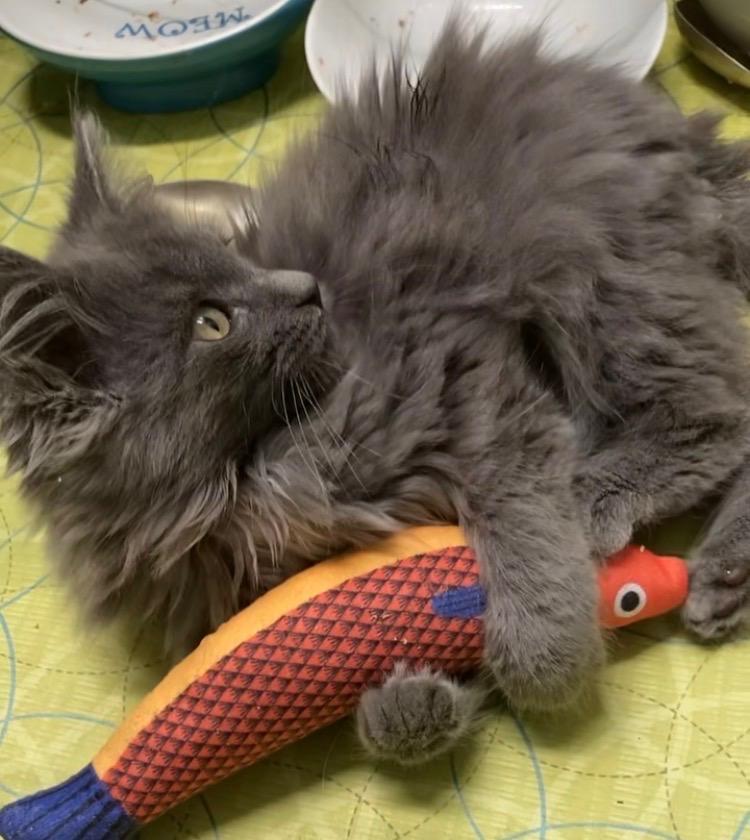 Enlarge Orion & Taliesin, an adopted Domestic Medium Hair in Beltsville, MD image 5/6