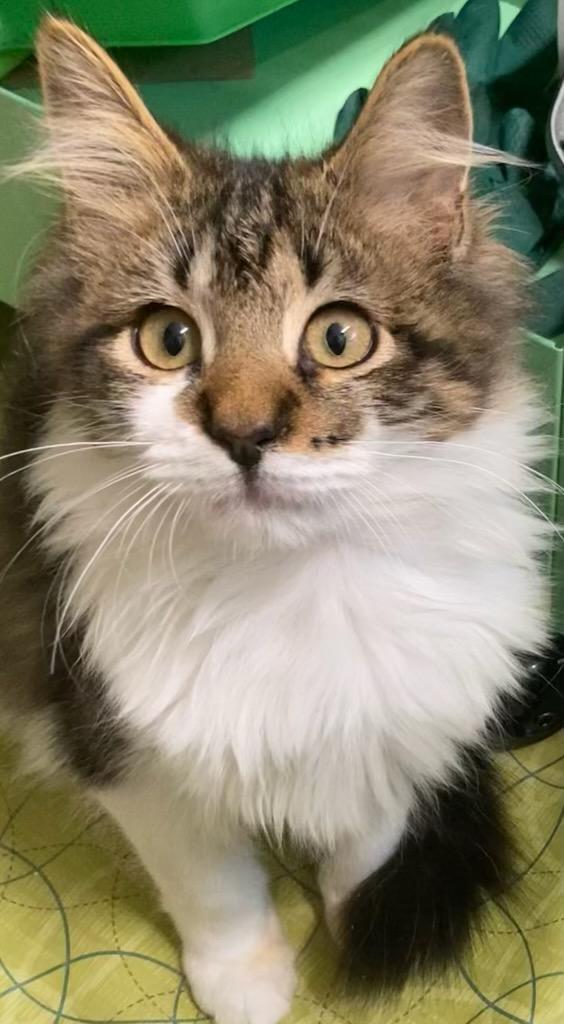 Enlarge Orion & Taliesin, an adopted Domestic Medium Hair in Beltsville, MD image 2/6