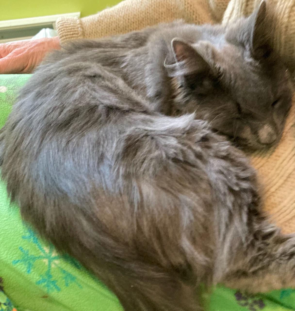 Enlarge Orion & Taliesin, an adopted Domestic Medium Hair in Beltsville, MD image 6/6