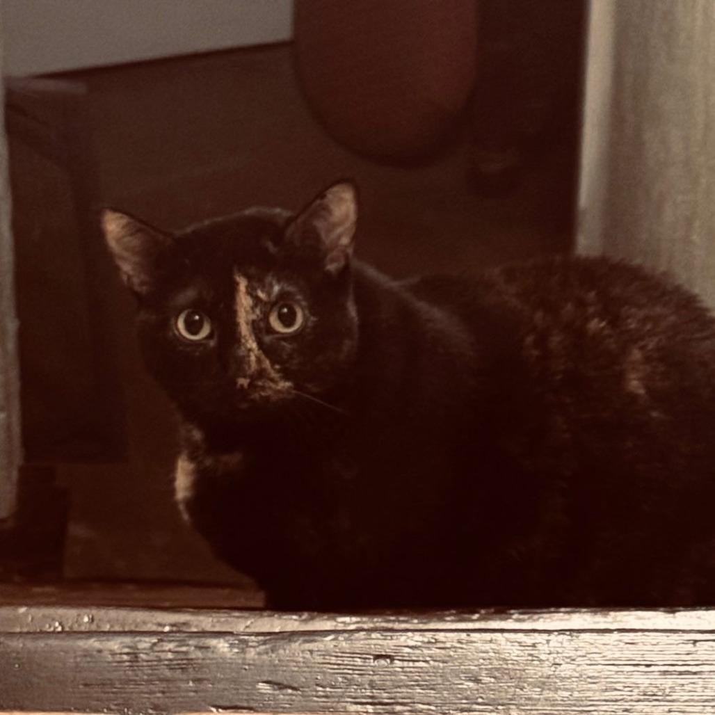 Enlarge Ally IX 26-014, a Adoptable Domestic Short Hair in Little Rock, AR image 1/3