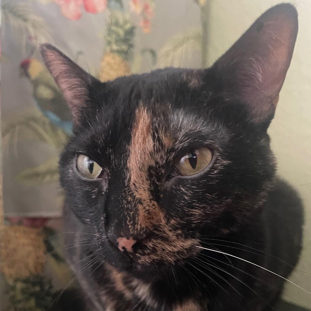 Enlarge Ally IX 26-014, a Adoptable Domestic Short Hair in Little Rock, AR image 2/3