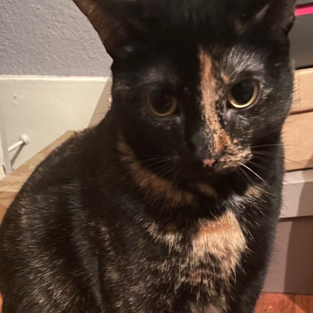 Enlarge Ally IX 26-014, a Adoptable Domestic Short Hair in Little Rock, AR image 3/3