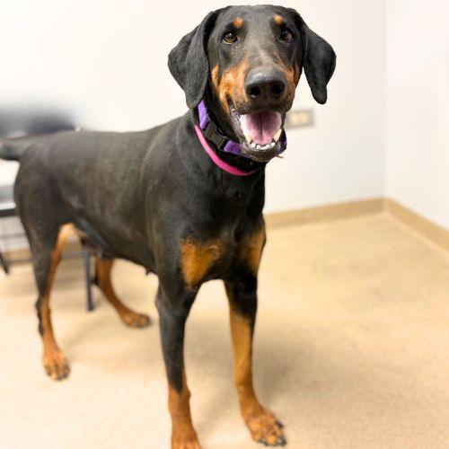 Enlarge PENNY, a Adoptable Doberman Pinscher in Aurora, CO image 1/3