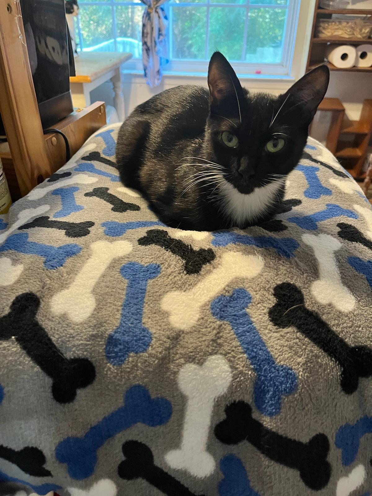 Oreo, Adoptable, Adult Female Domestic Short Hair.