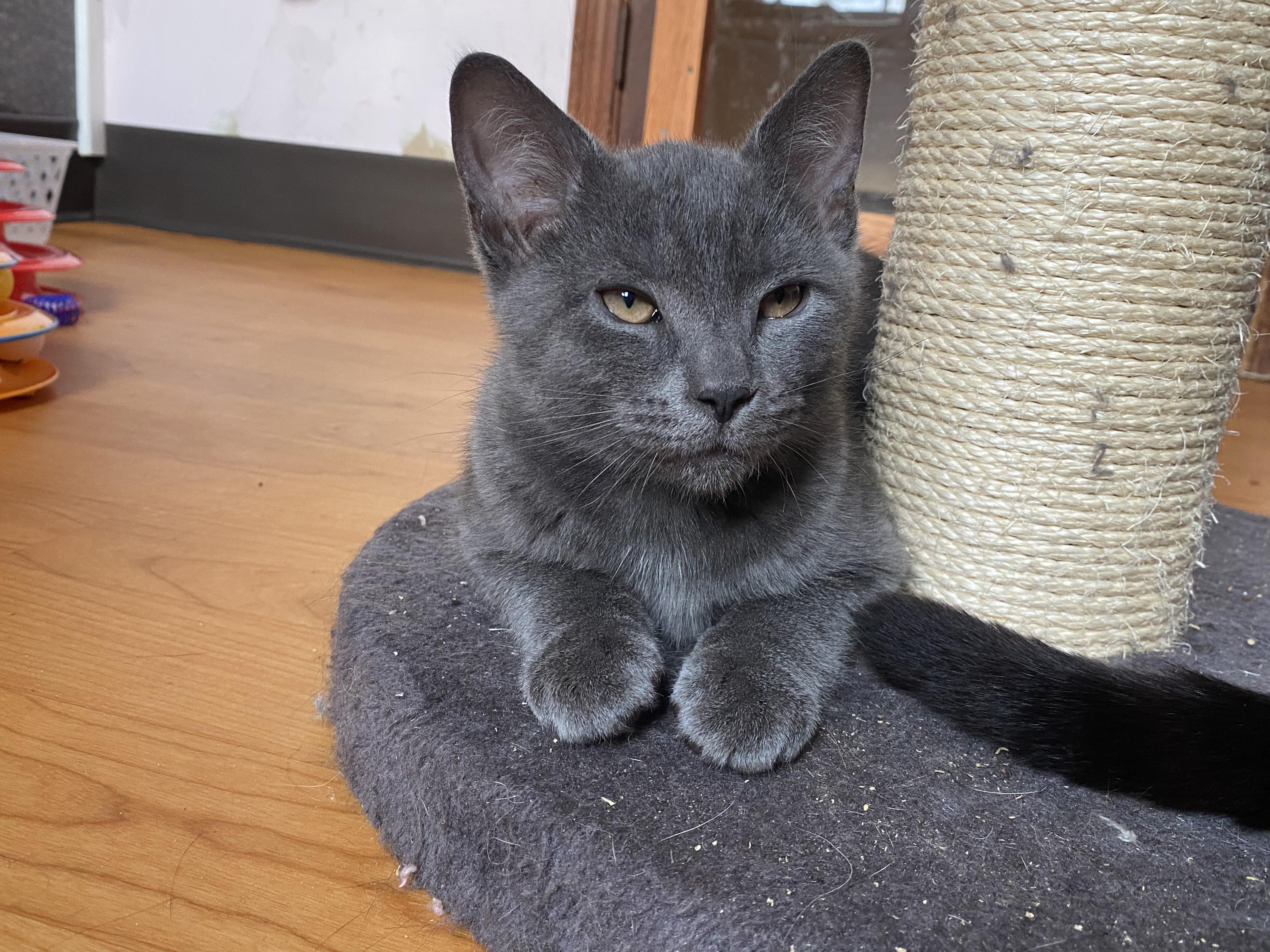 Enlarge Meatball (Male) & Pepper (Female) -Bonded Pair, a ADOPTABLE mixed breed in New Britain, CT image 5/6