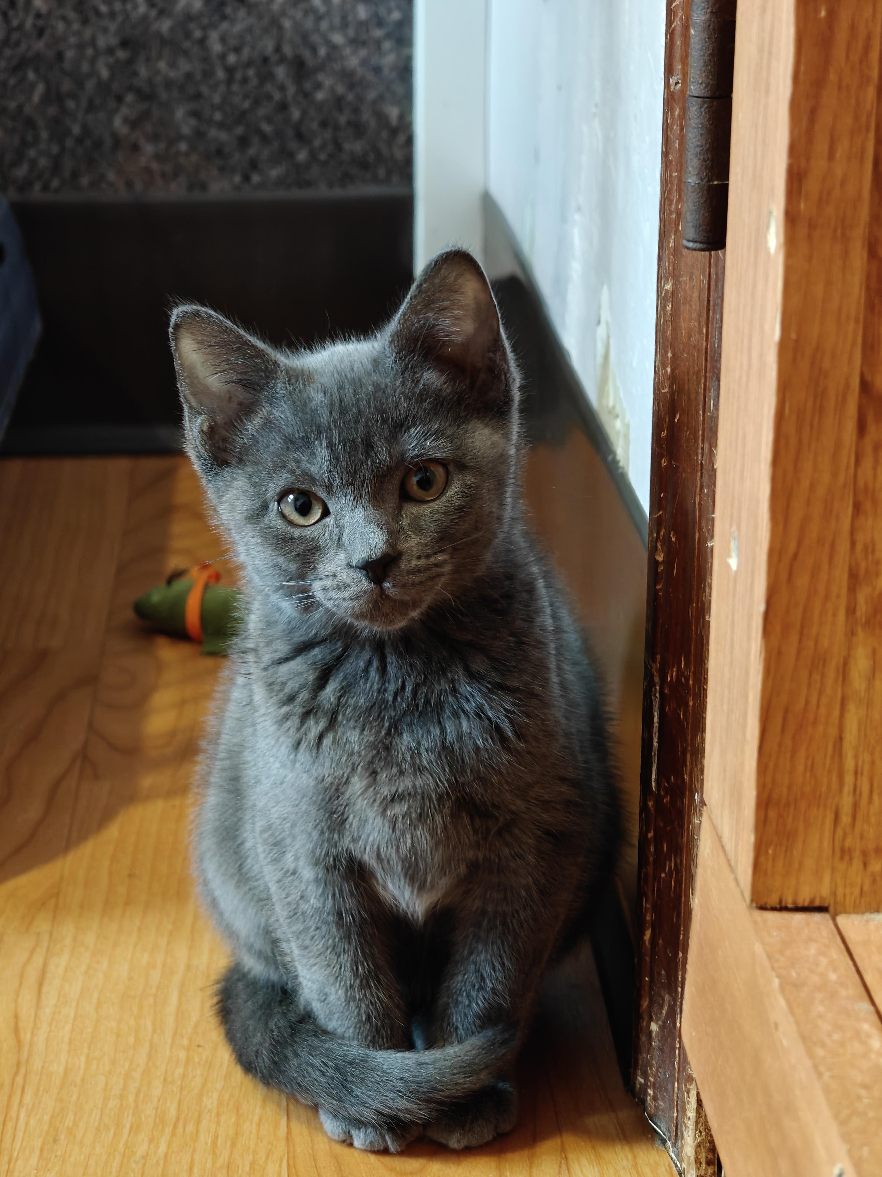 Enlarge Meatball (Male) & Pepper (Female) -Bonded Pair, a ADOPTABLE mixed breed in New Britain, CT image 2/6