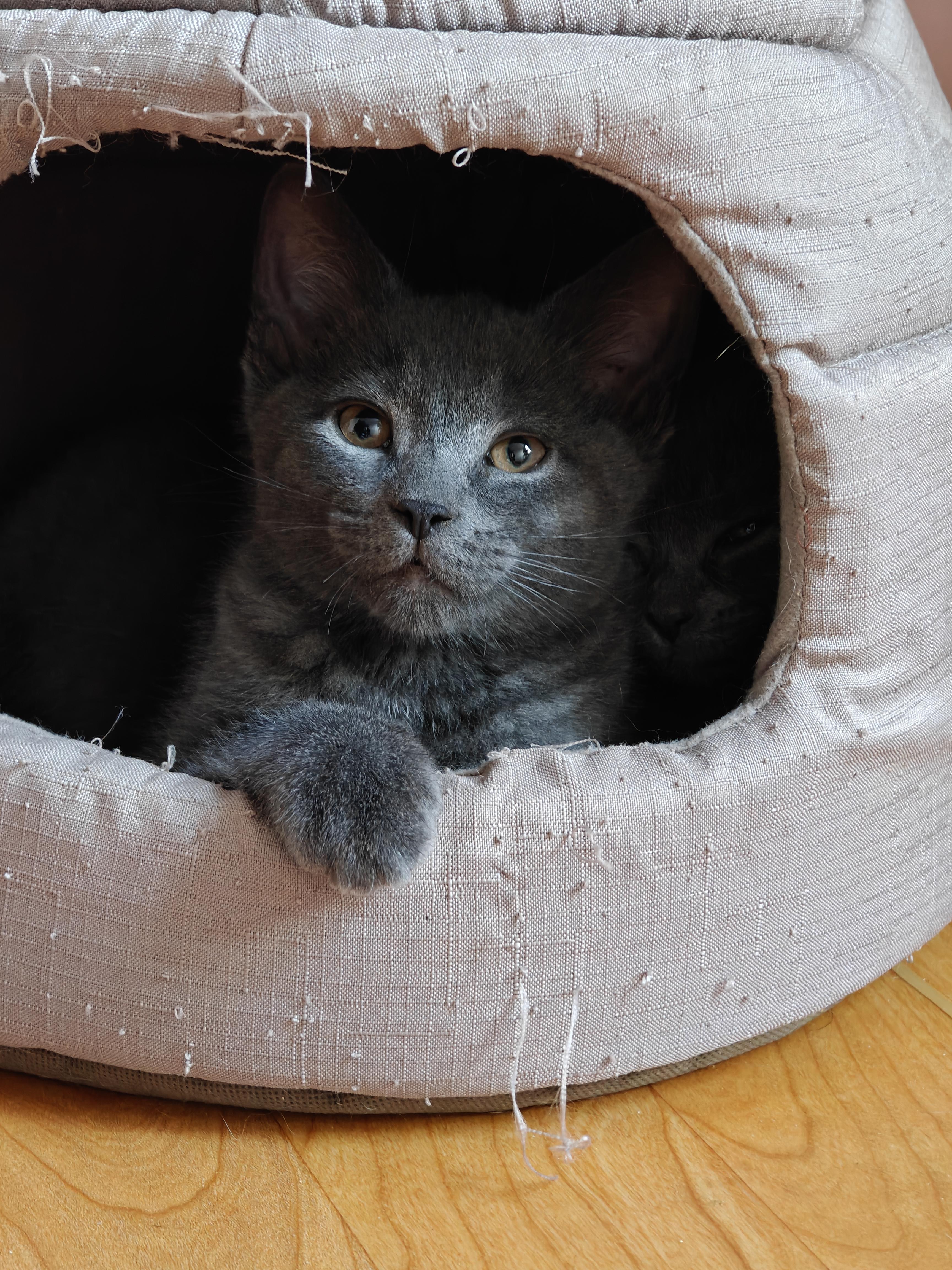 Enlarge Meatball (Male) & Pepper (Female) -Bonded Pair, a ADOPTABLE mixed breed in New Britain, CT image 3/6