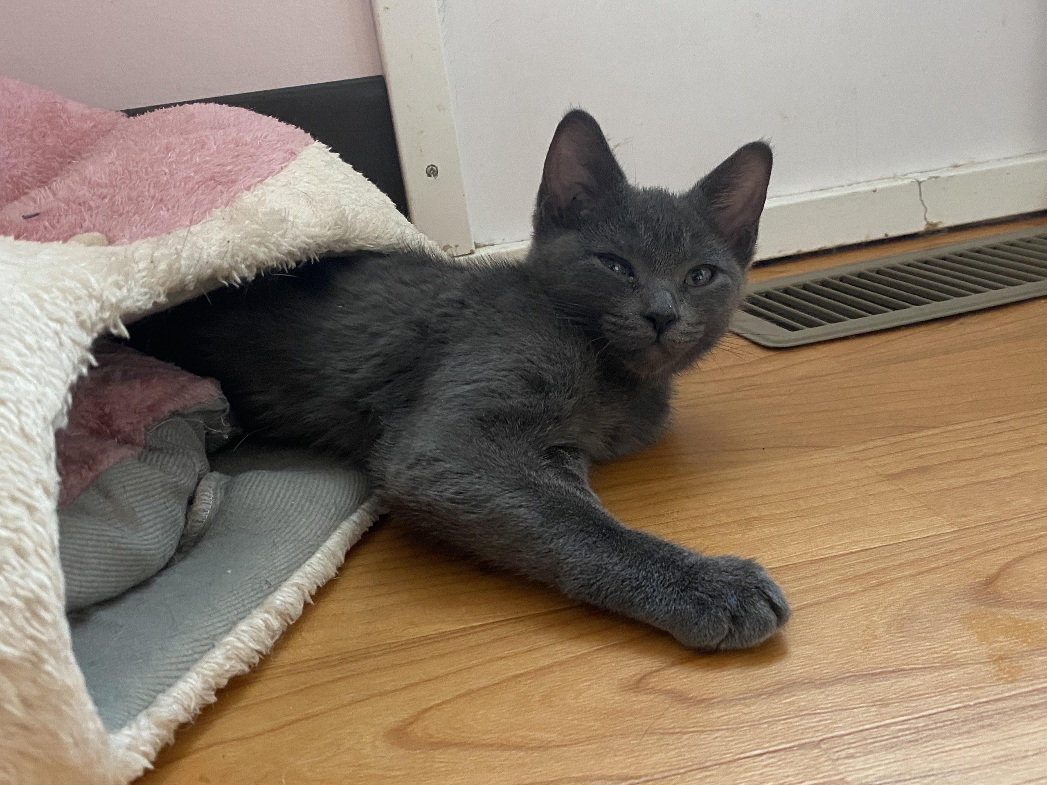 Enlarge Meatball (Male) & Pepper (Female) -Bonded Pair, a ADOPTABLE mixed breed in New Britain, CT image 6/6