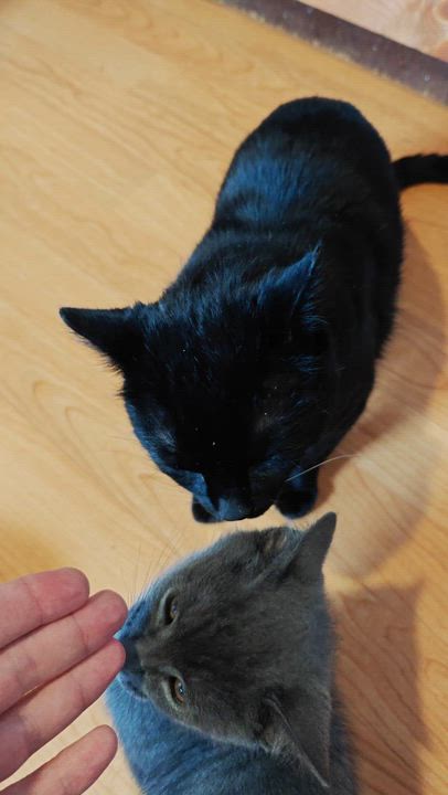 Enlarge Meatball (Male) & Pepper (Female) -Bonded Pair, a ADOPTABLE mixed breed in New Britain, CT video 4/6