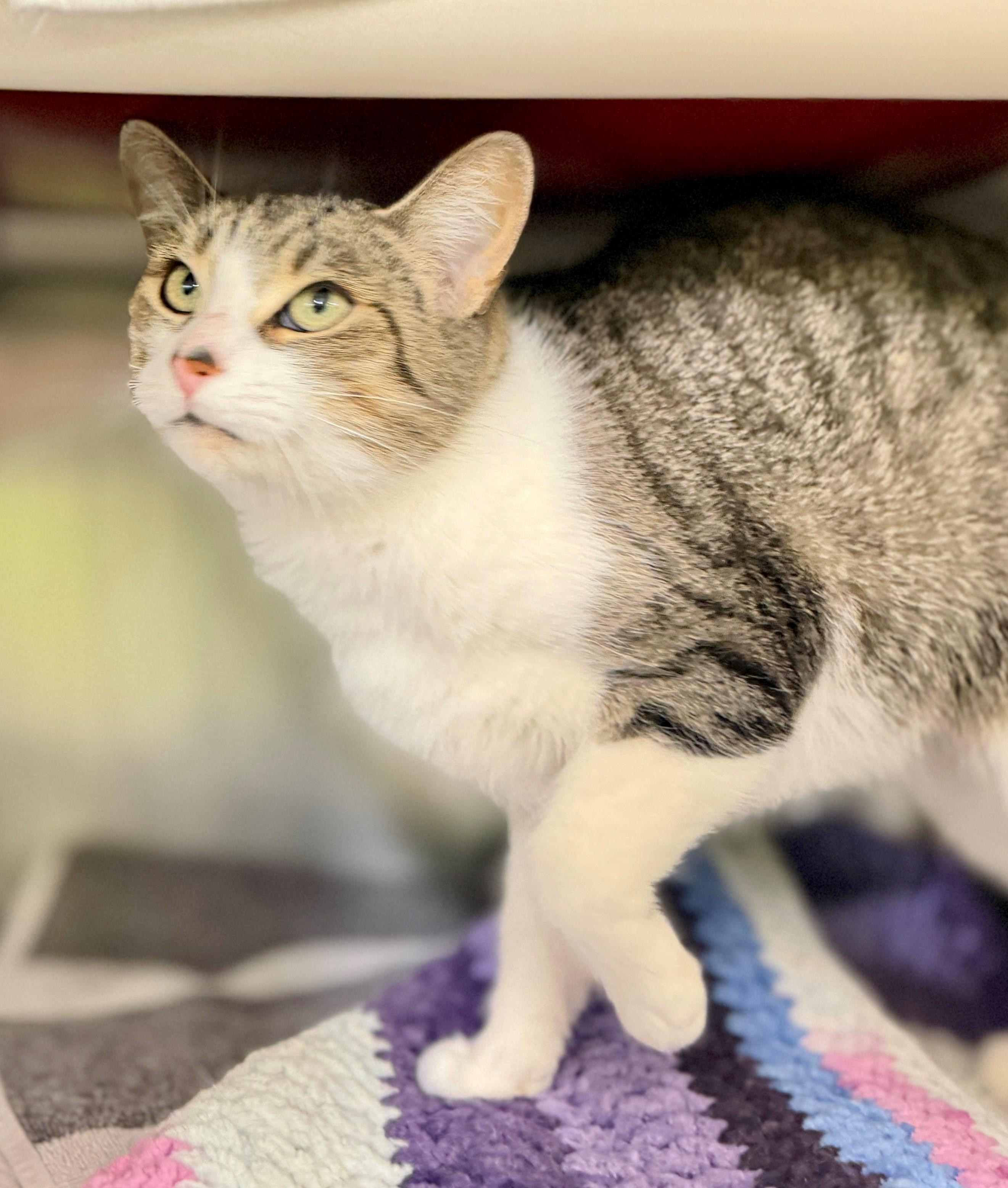 Enlarge Buttercup, a ADOPTABLE Domestic Short Hair in Hamilton, ON image 2/3