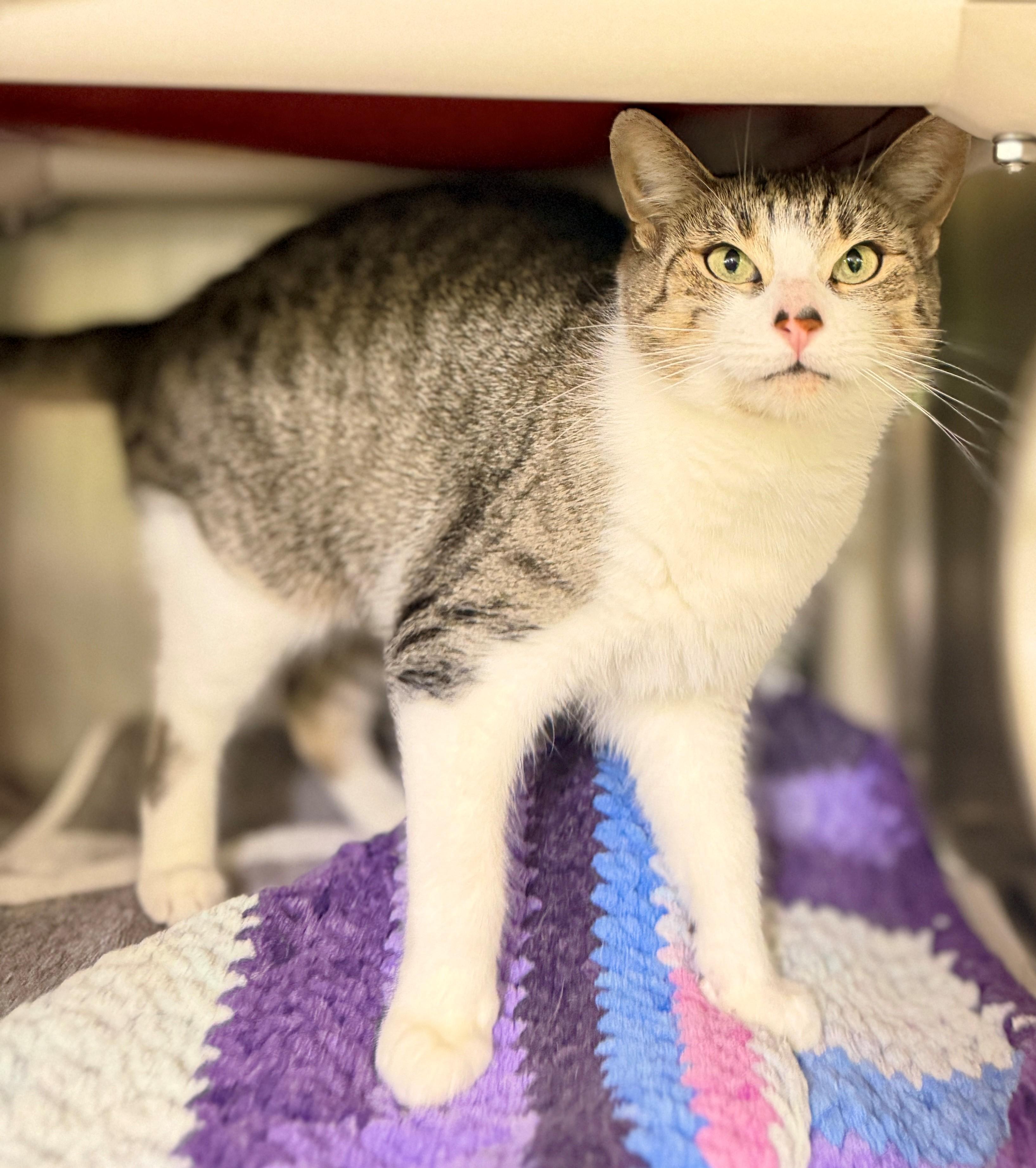 Enlarge Buttercup, a ADOPTABLE Domestic Short Hair in Hamilton, ON image 3/3