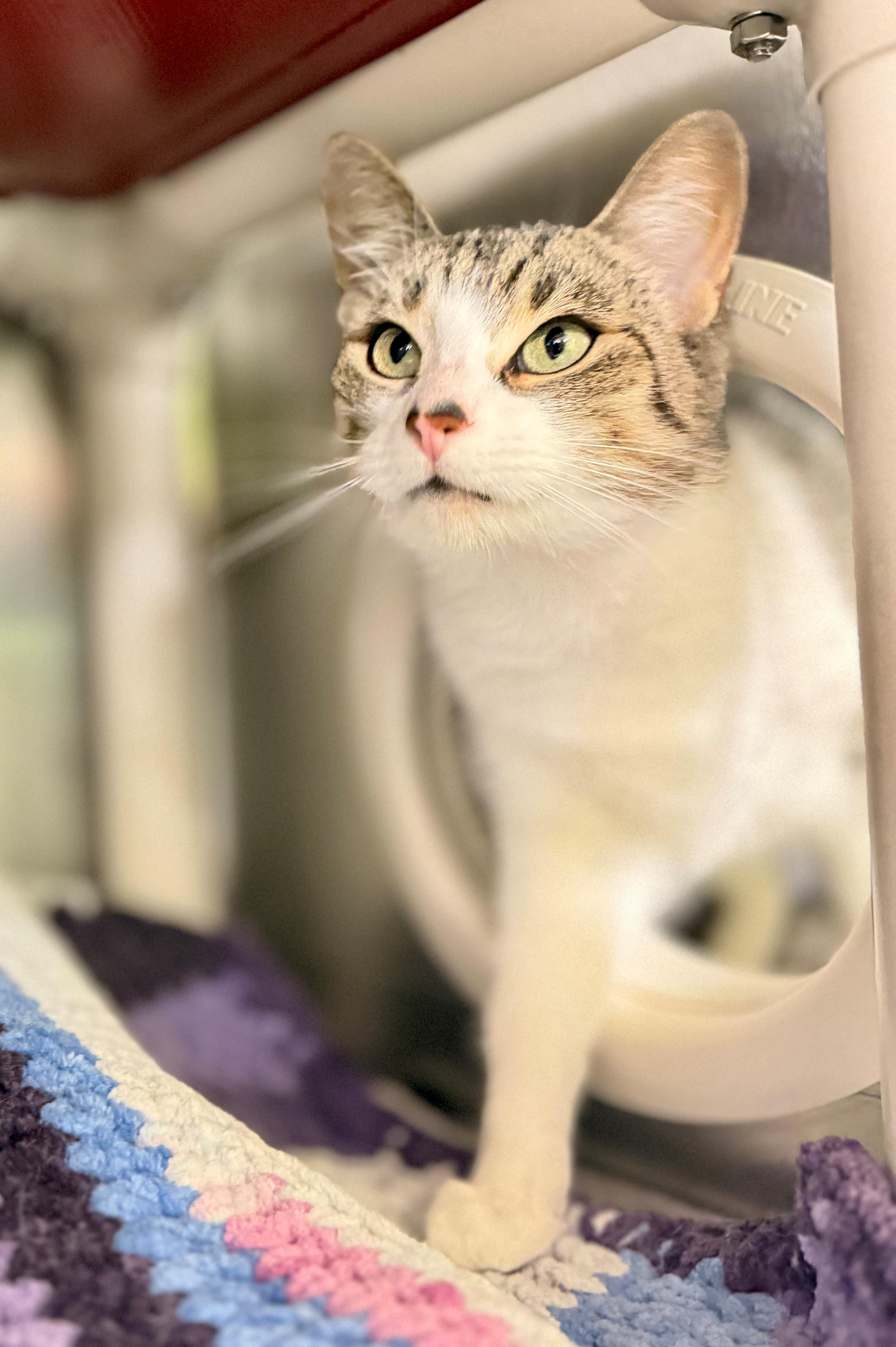 Buttercup, ADOPTABLE, Adult Female Domestic Short Hair.