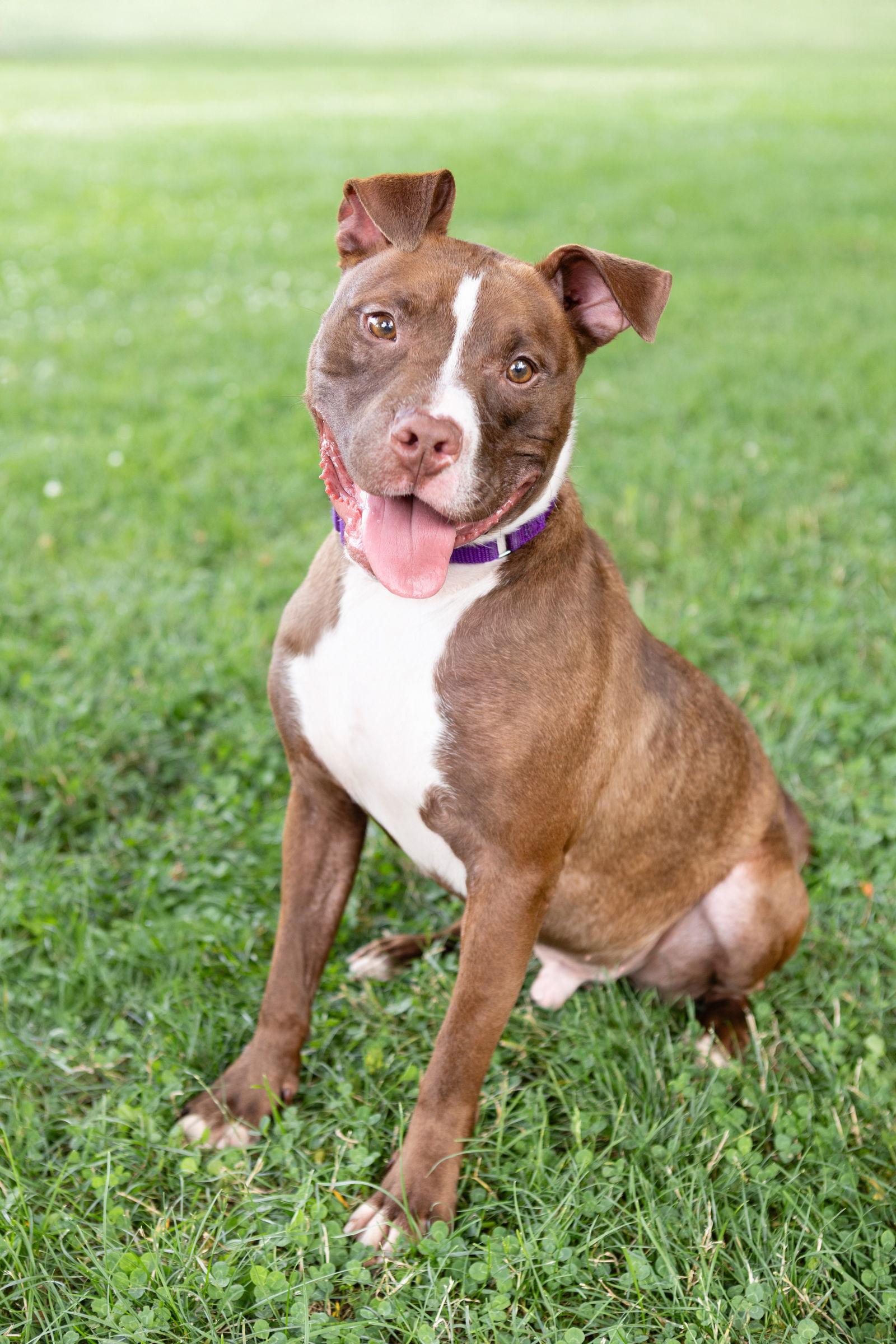Orangelo, a Adopted Pit Bull Terrier in Crete, IL image 2/3