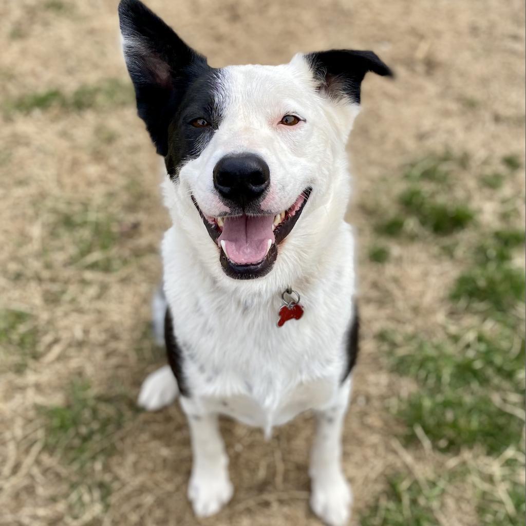 Enlarge Gordy, a Adoptable mixed breed in Seagoville, TX image 2/4