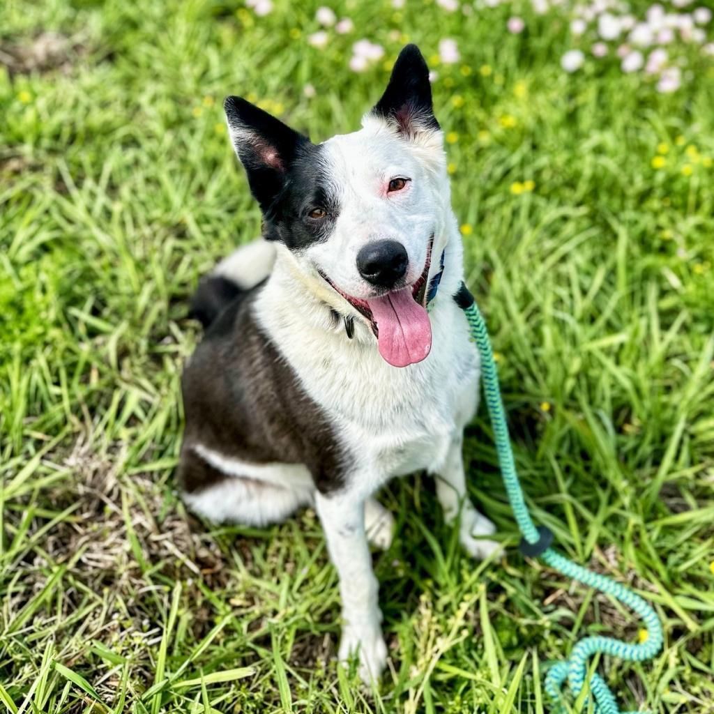 Enlarge Gordy, a Adoptable mixed breed in Seagoville, TX image 3/4