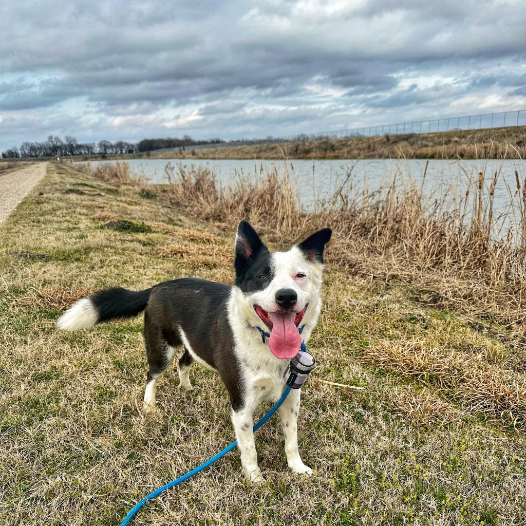 Enlarge Gordy, a Adoptable mixed breed in Seagoville, TX image 4/4