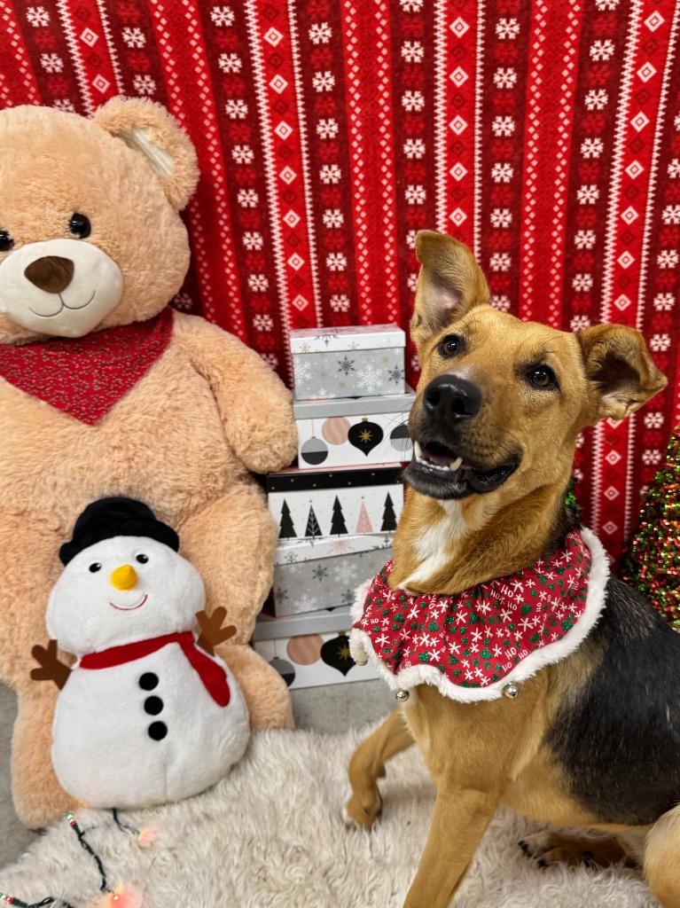 Daisy, Adoptable, Young Female German Shepherd Dog.