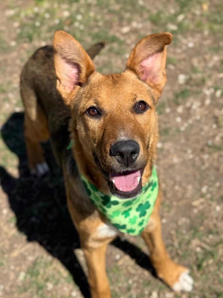 Daisy, a Adoptable German Shepherd Dog in Canyon Lake, TX image 3/6