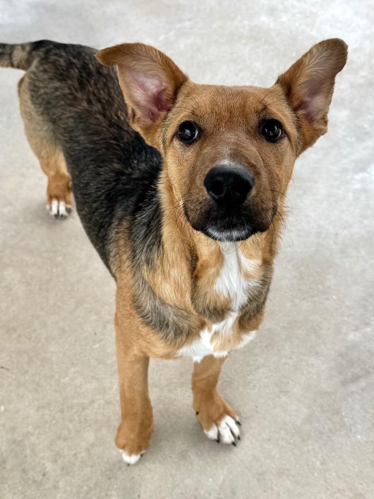 Daisy, a Adoptable German Shepherd Dog in Canyon Lake, TX image 4/6
