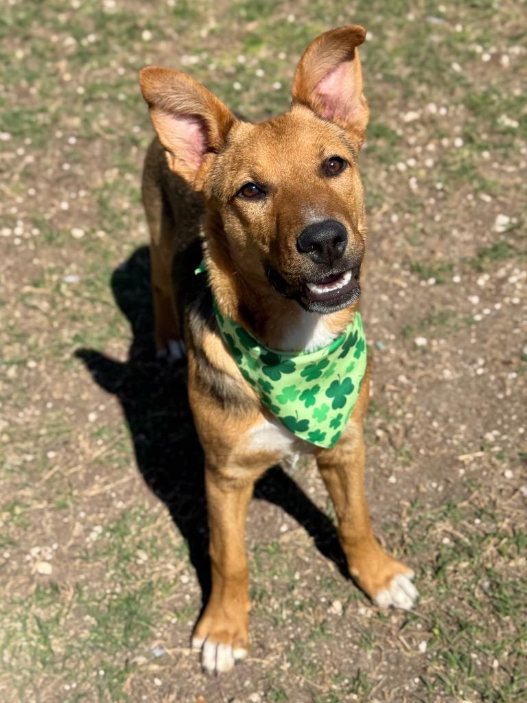 Daisy, a Adoptable German Shepherd Dog in Canyon Lake, TX image 5/6
