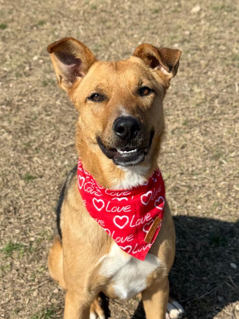 Daisy, a Adoptable German Shepherd Dog in Canyon Lake, TX image 6/6