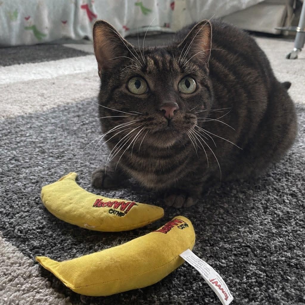 Enlarge Oven Mitts, a Adoptable mixed breed in Portland, OR image 1/1