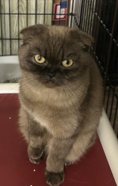 Mouse--Courtesy Posting, adopted, Young Female Scottish Fold.