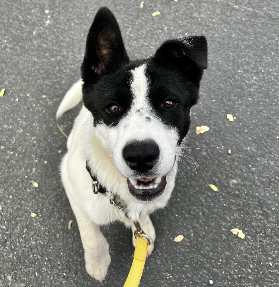 Reno, Adoptable, Young Male Akita & Australian Cattle Dog / Blue Heeler.