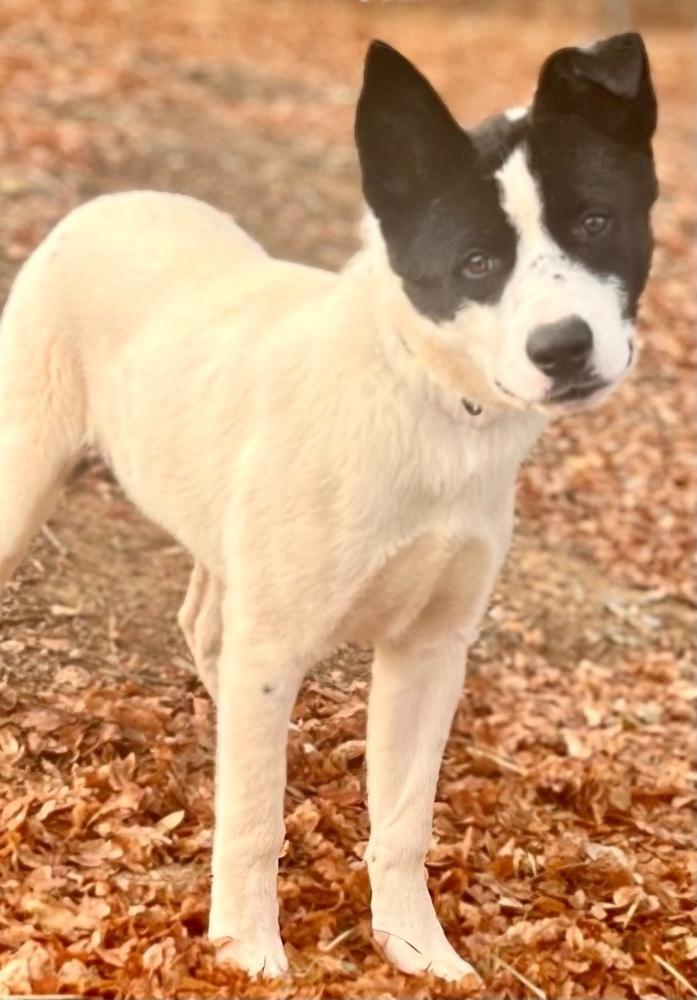 Reno, a Adoptable mixed breed in Jamestown, CA image 2/4