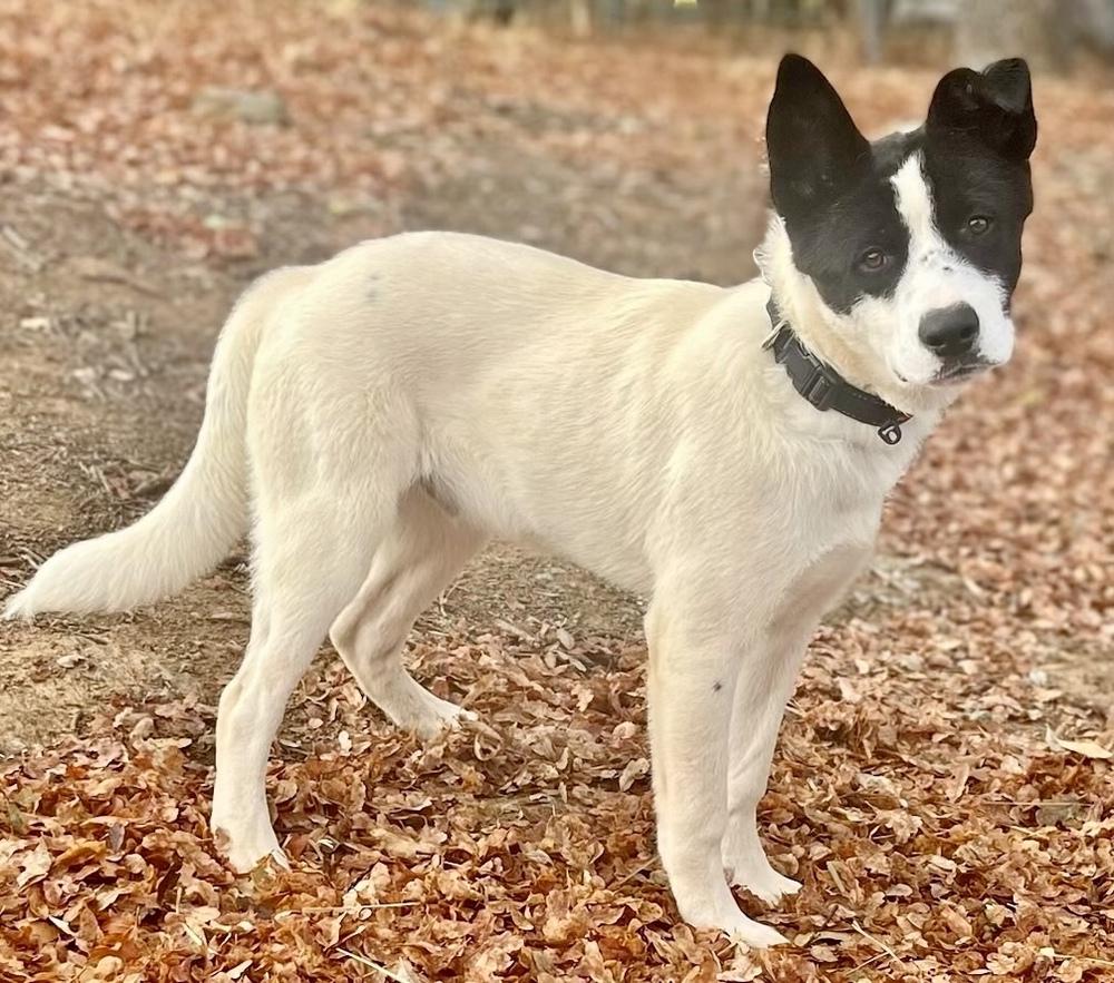 Reno, a Adoptable mixed breed in Jamestown, CA image 3/4