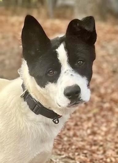 Reno, a Adoptable mixed breed in Jamestown, CA image 4/4