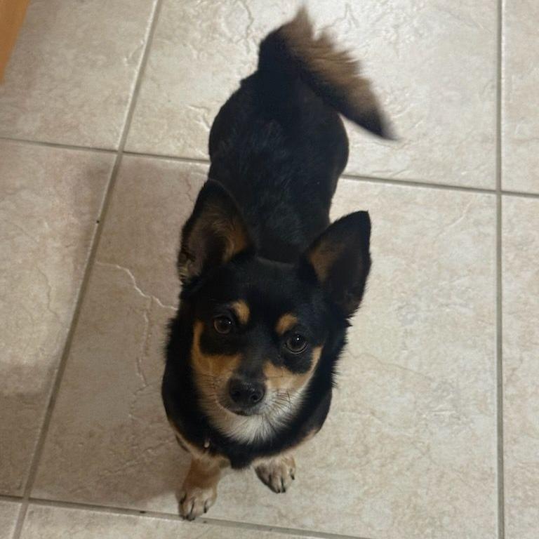 Enlarge Sadie, an adopted Chihuahua in Ocala, FL image 2/4