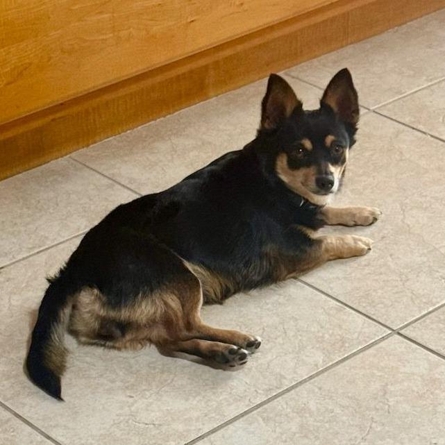 Enlarge Sadie, an adopted Chihuahua in Ocala, FL image 3/4