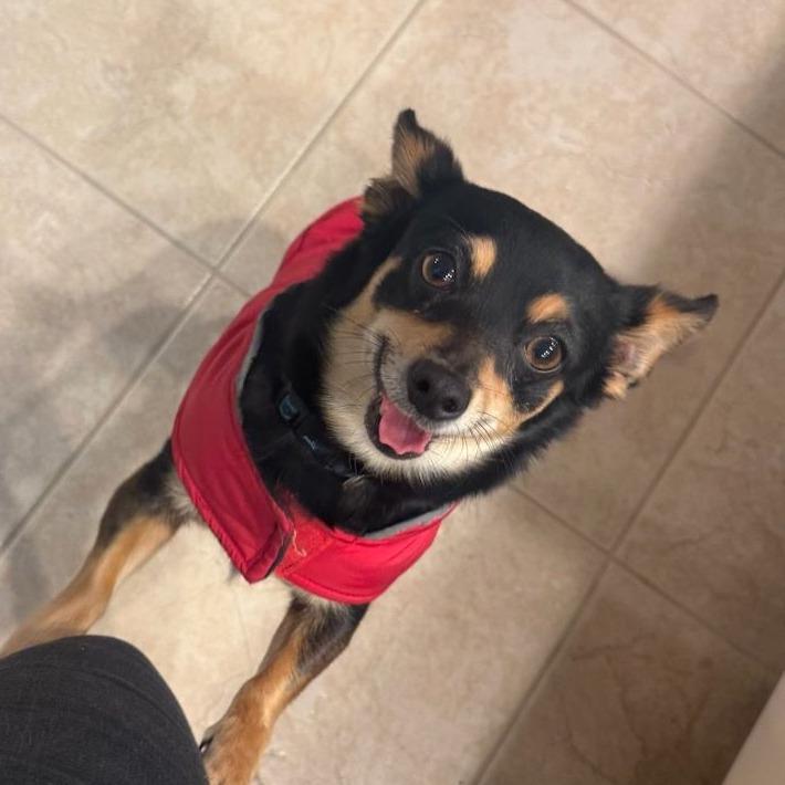 Enlarge Sadie, an adopted Chihuahua in Ocala, FL image 1/4