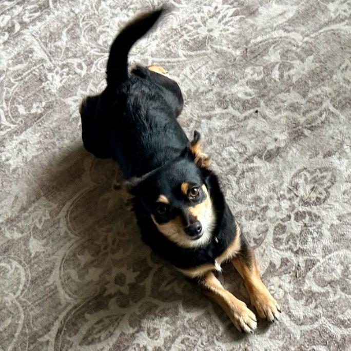 Enlarge Sadie, an adopted Chihuahua in Ocala, FL image 4/4