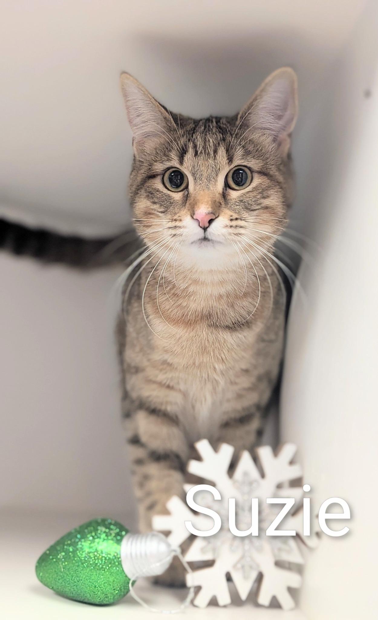Enlarge Suzie, an adopted Domestic Short Hair in Flint, MI image 1/1