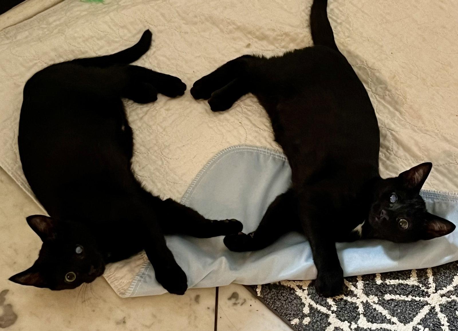 Noki, Adopted, Kitten Male Domestic Short Hair.