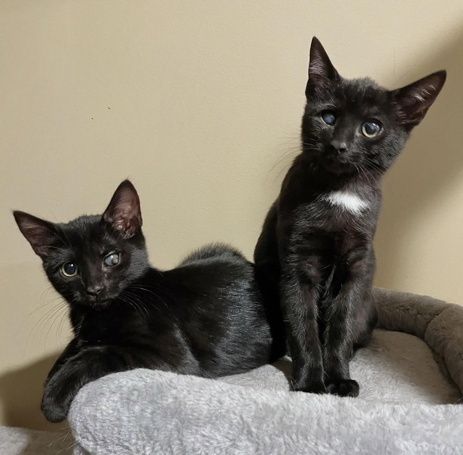 Enlarge Noki, a Adopted Domestic Short Hair in Reston, VA image 2/3