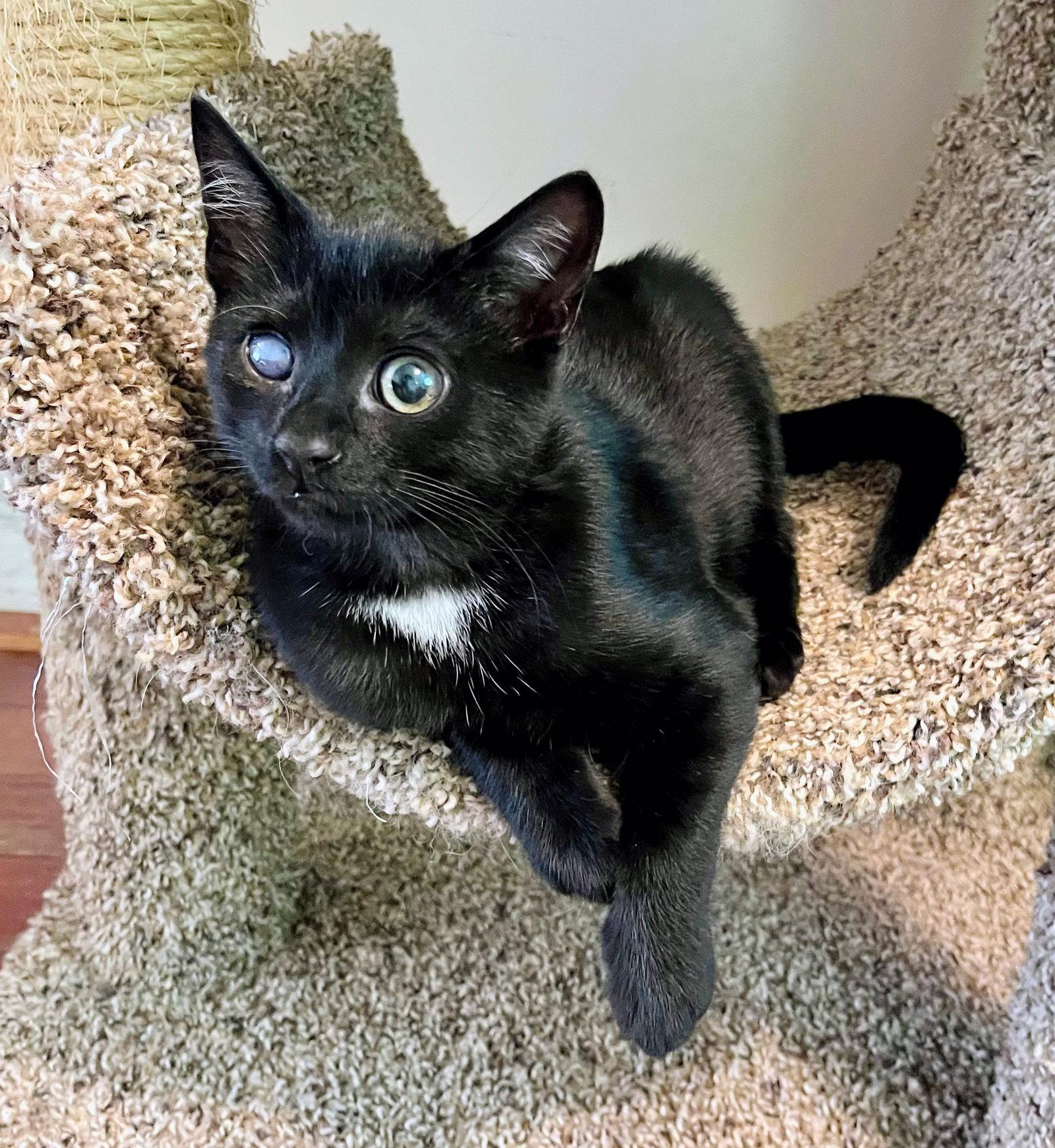 Enlarge Noki, a Adopted Domestic Short Hair in Reston, VA image 3/3