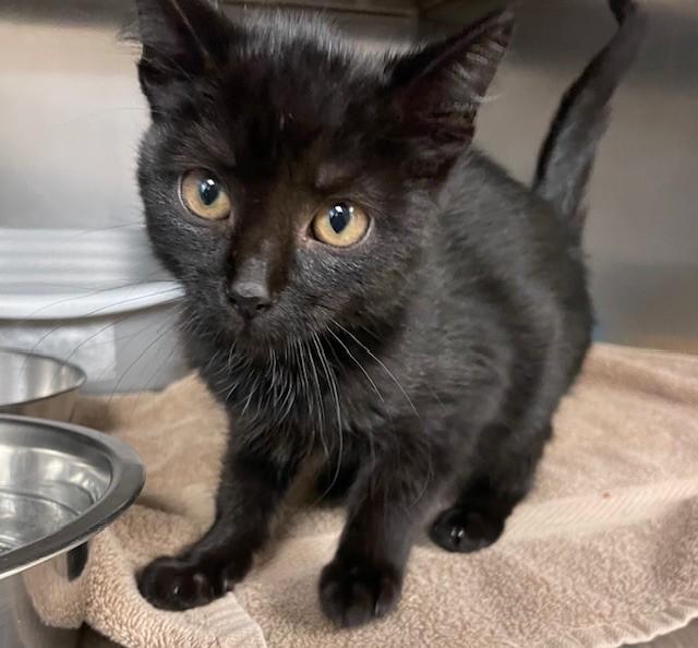 Harry, Adoptable, Kitten Male Domestic Short Hair.