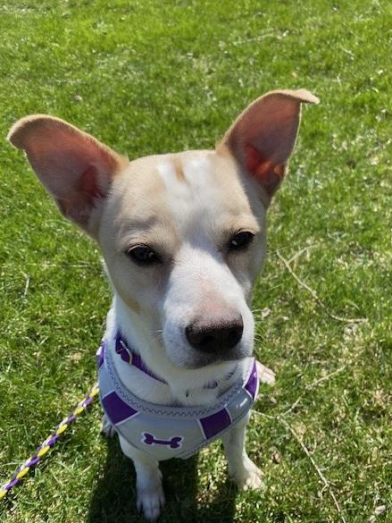 Enlarge Chuckles, a Adoptable mixed breed in Farmington, MN image 2/3