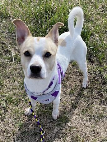 Enlarge Chuckles, a Adoptable mixed breed in Farmington, MN image 1/3
