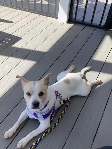 Enlarge Chuckles, a Adoptable mixed breed in Farmington, MN image 3/3