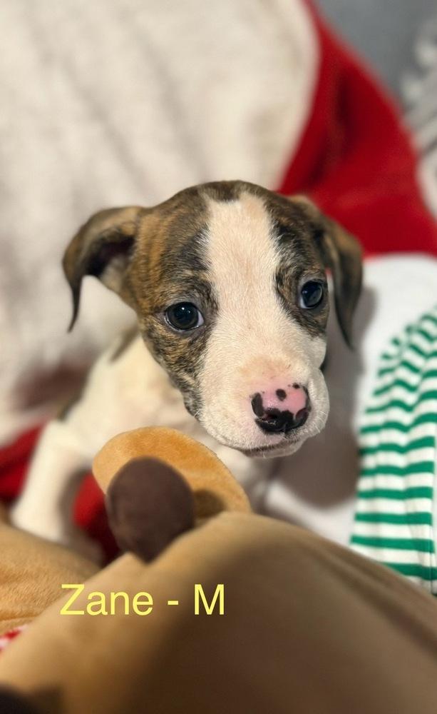 Enlarge Z puppies, a Adoptable mixed breed in Cheektowaga, NY image 1/5