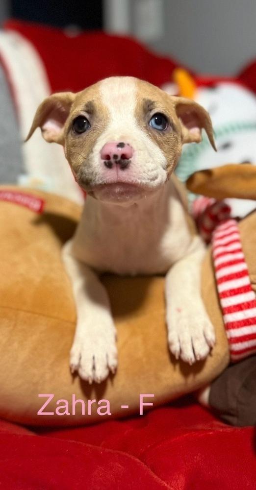 Enlarge Z puppies, a Adoptable mixed breed in Cheektowaga, NY image 2/5