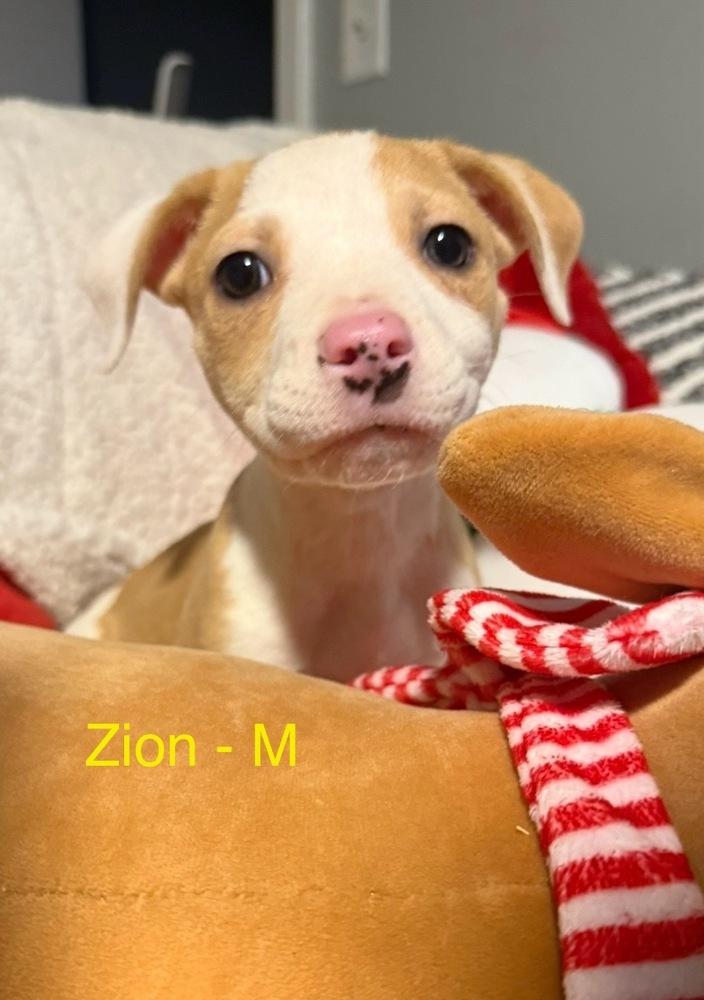 Enlarge Z puppies, a Adoptable mixed breed in Cheektowaga, NY image 3/5
