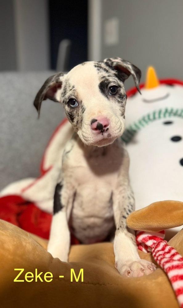Enlarge Z puppies, a Adoptable mixed breed in Cheektowaga, NY image 4/5